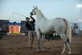 سی و چهارمین دور جشنواره  زیبایی اسب