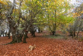 خزان در جنگل «مازیچال» - مازندران