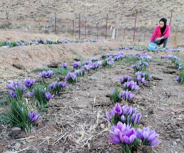 برداشت زعفران از مزارع راور/ لزوم ایجاد صنایع فرآوری در شهرستان