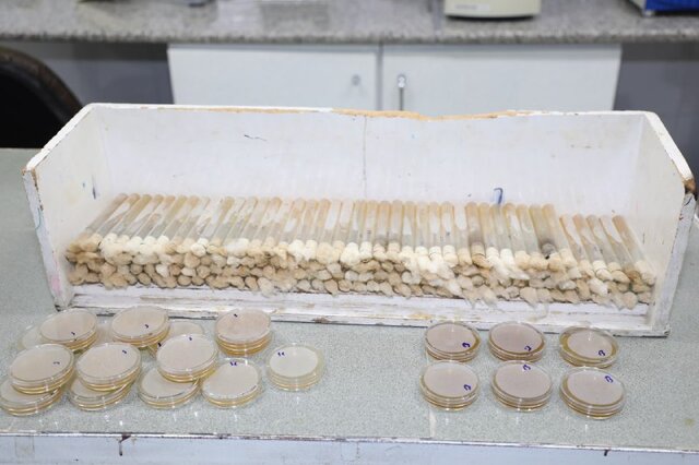 کلکسیون قارچهای بیماریزا در انستیتوپاستور ایران / جزییات فعالیت بخش قارچشناسی