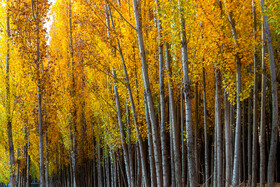 پاییز هزار رنگ در « روستای دمکره» - یاسوج