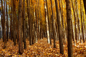 پاییز هزار رنگ در «روستای دمکره» - یاسوج