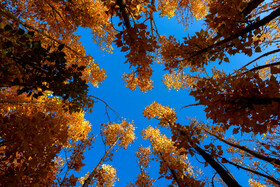 پاییز هزار رنگ در «روستای دمکره» - یاسوج
