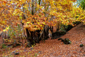 پاییز هزار رنگ در «تنگ گنجه‌ای»