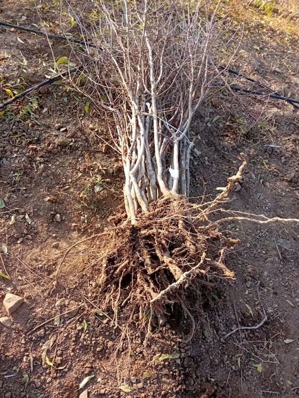 دنیایی از نهال با قیمتهای ارزانتر از پارسال