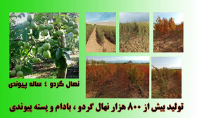 دنیایی از نهال با قیمت‌های ارزانتر از پارسال