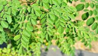 "مورینگا"؛ درختی ارزشمند با قابلیت درمان ۳۰۰ نوع بیماری
