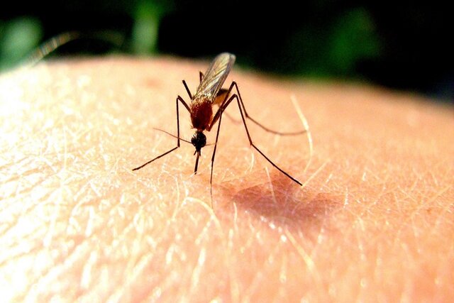 پایش و سم‌پاشی مناطق مختلف زندگی پشه مالاریا در سیب و سوران