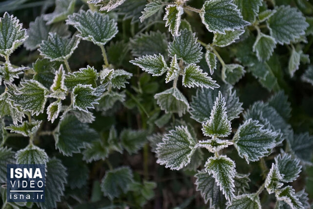 ویدیو/ گیاهان مانند انسانها میخوابند؟ ویدیو/ گیاهان مانند انسانها میخوابند؟