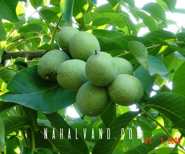 نهالهای گردو بهترین زمینه سرمایهگذاری در نظام سرمایهداری کنونی