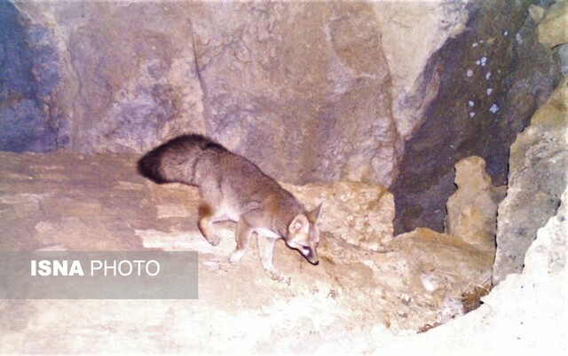 شناسایی گونه کمیاب «شاه روباه» در کهگیلویه و بویراحمد