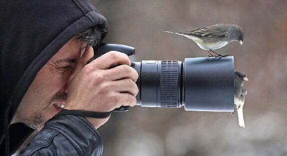 بونگاچای از پرندهنگری چه میدانیم؟