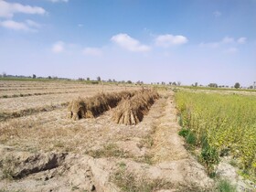 برداشت کنجد از قطب تولید کنجد در سیستان و بلوچستان