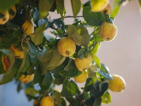 راهنمایی جهت خرید و کاشت نهال به اصفهان