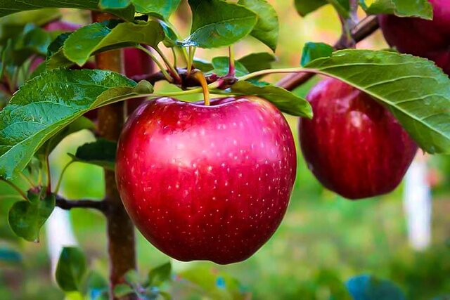 ذخیره سازی ۸۵۰ هزار تن سیب درختی در سردخانه‌های آذربایجان‌غربی