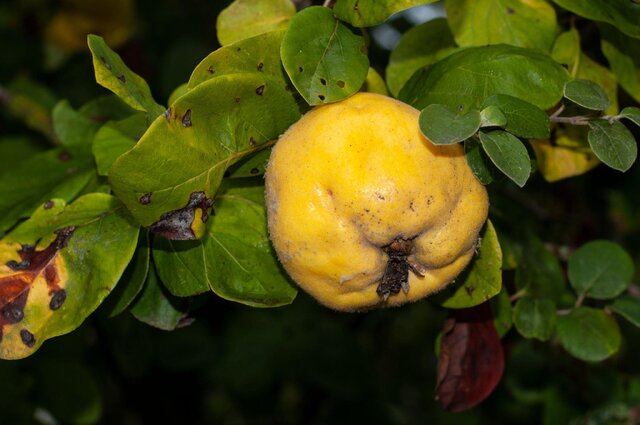 راهنمایی جهت خرید و کاشت نهال به اصفهان