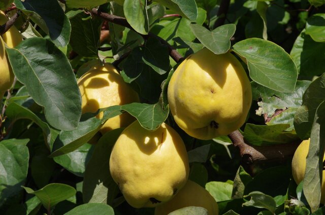 راهنمایی جهت خرید و کاشت نهال به اصفهان