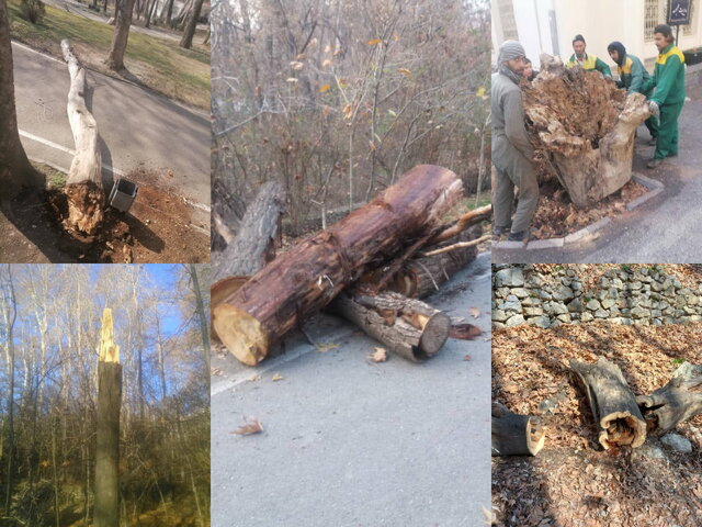 روایتی جدید از درختان قطعشده سعدآباد + فیلم