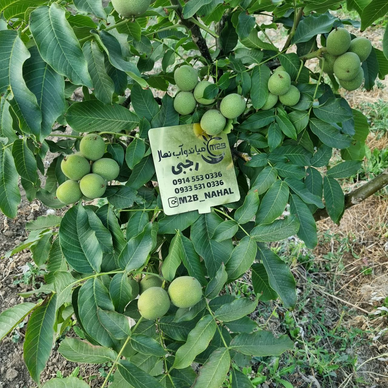 یکی از پربارترین نهال گردو جهان در نهالستان نمونه کشور تولید شد