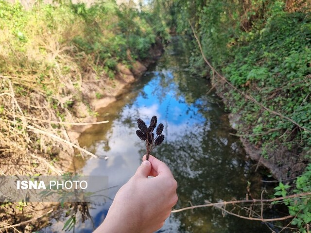 وقتی پاییز در جنگل "فتاتو" تو را به عصر یخبندان میبرد