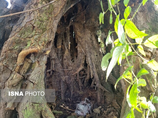 وقتی پاییز در جنگل "فتاتو" تو را به عصر یخبندان میبرد