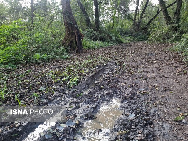 وقتی پاییز در جنگل "فتاتو" تو را به عصر یخبندان میبرد