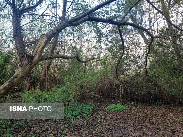 وقتی پاییز در جنگل "فتاتو" تو را به عصر یخبندان میبرد