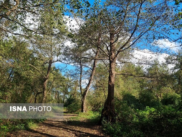 وقتی پاییز در جنگل "فتاتو" تو را به عصر یخبندان میبرد