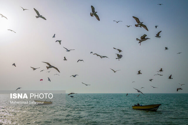 اهمیت سرمایهگذاری علمی برای درک بهتر اکوسیستمهای دریایی