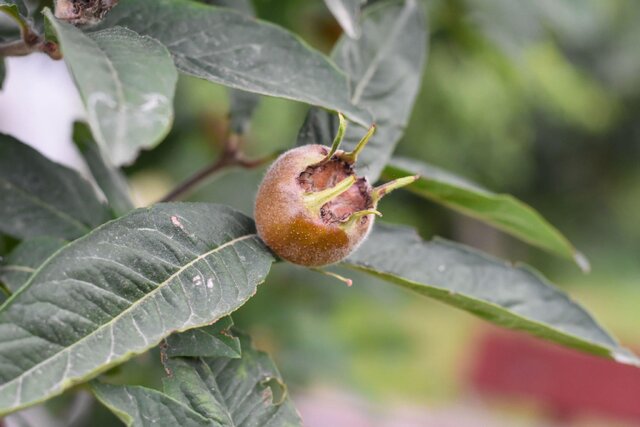 راهنمایی جهت خرید و کاشت نهال عناب و نهال ازگیل