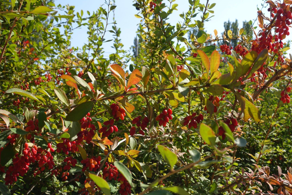 انواع درخت زرشک کدامند؟(راهنمای خرید نهال زرشک)