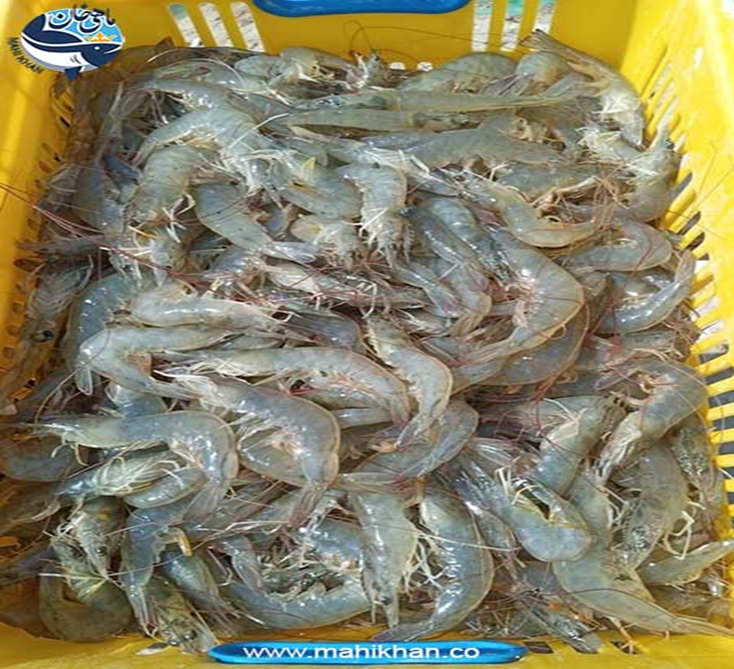 فروش ماهی و میگو جنوب