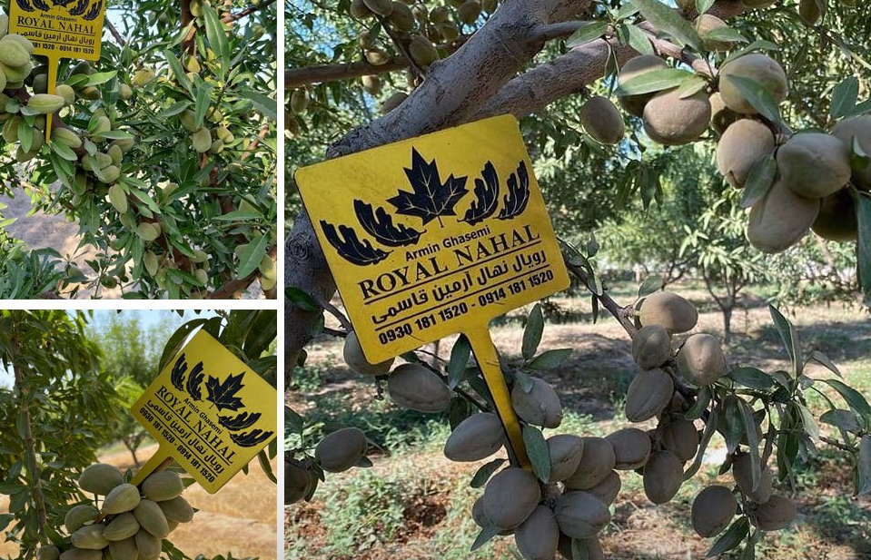 فروش نهال بادام دیرگل، اصلاح شده و مقاوم به کم آبی