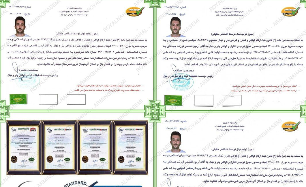 فروش نهال بادام دیرگل، اصلاح شده و مقاوم به کم آبی