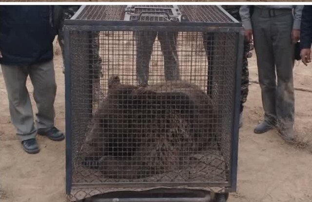 مرگ خرس قهوهای در تصادف جاده شاهرود