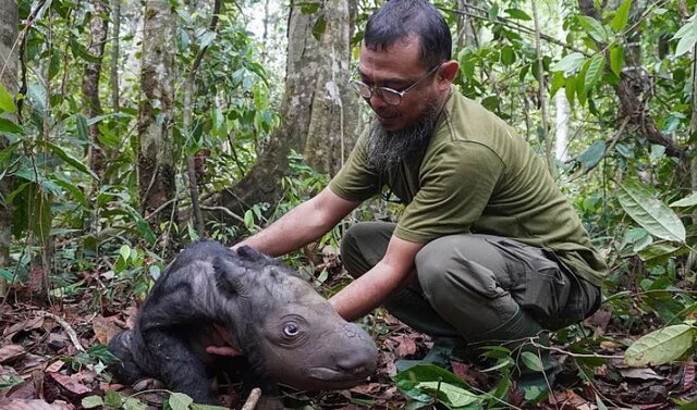تولد توله کرگدن نادر سوماترایی در اندونزی - نام مادر این توله کرگدن «دلیله» و نام پدرش «هرپان» است - نوامبر ۲۰۲۳/عکس: یورونیوز تولد توله کرگدن سوماترایی کمیاب در اندونزی