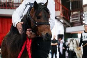 جشنواره ملی اسب کاسپین