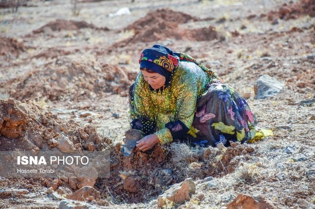 آغاز اجرای طرح کاشت ۱۰ میلیون درخت در چهارمحال و بختیاری