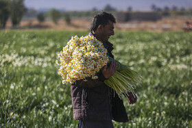 پیش‌بینی برداشت ۶۱ میلیون شاخه گل نرگس در خوزستان