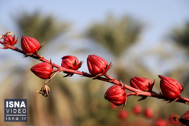 ویدیو/ برداشت چای ترش در شهرستان کارون