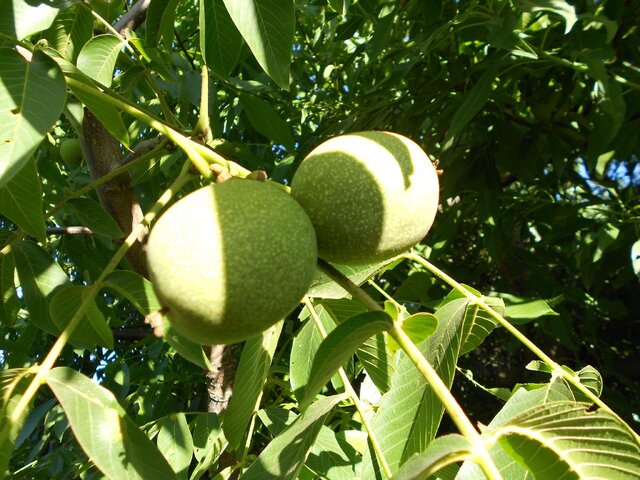 نهال گردو شیلی و گردو ژنوتیپ چیست؟ (بررسی جامع)