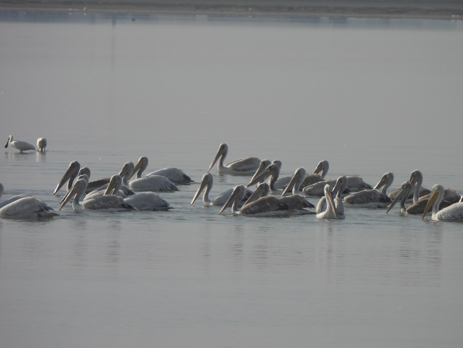پایش پرندگان مهاجر تالابهای بوشهر