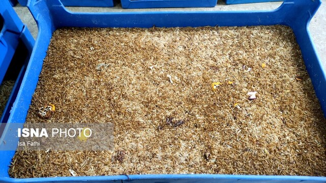 با پرورش این کِرم میلیاردر شوید!