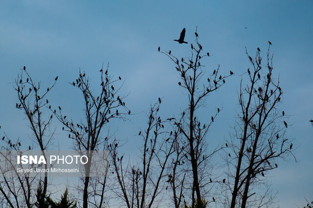 وقتی آفتاب بر عینک و ماهی ها می تابد