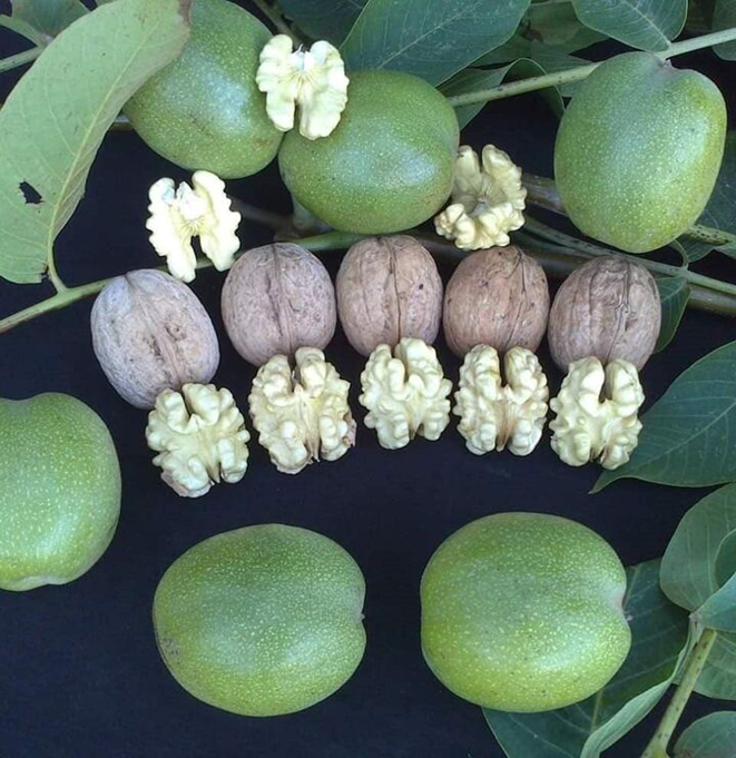 قیمت نهال گردو مقاوم به سرما (نحوه خرید + راهنمای کاشت)