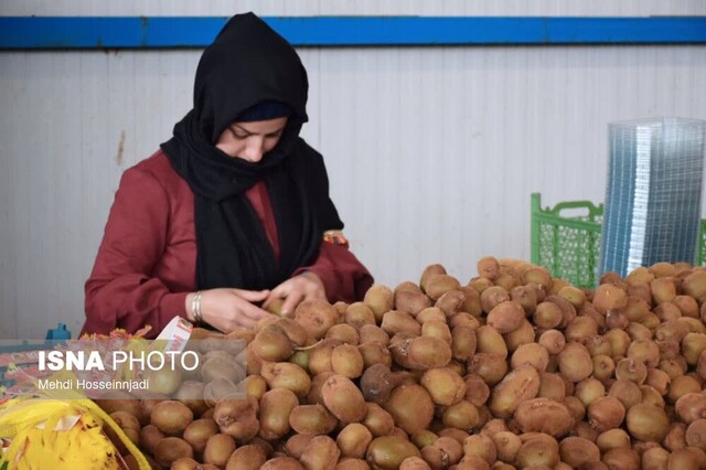 آستارا و تالش پیشرو در صادرات محصول استراتژیک کیوی