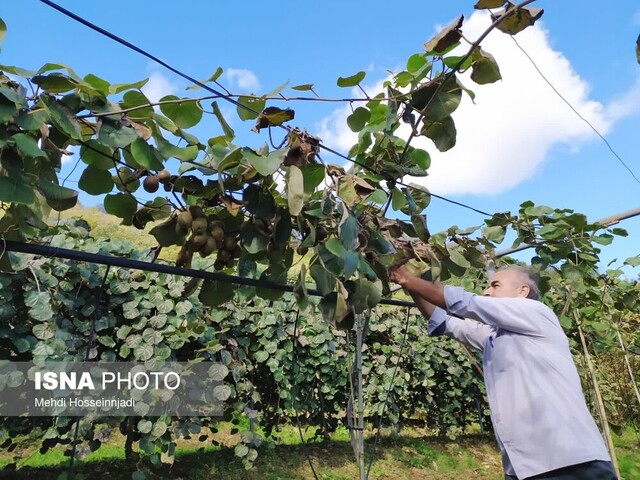 آستارا و تالش پیشرو در صادرات محصول استراتژیک کیوی