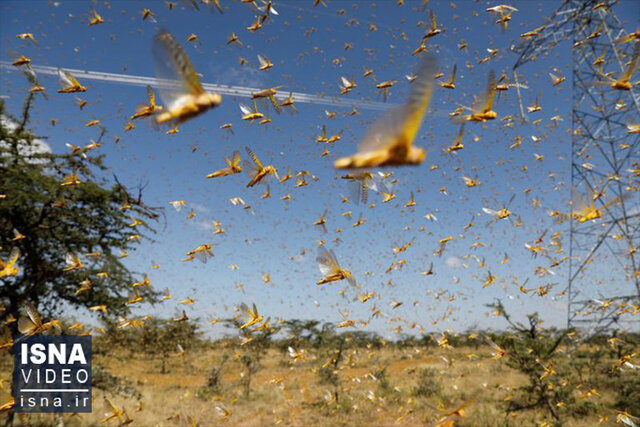 ویدیو/ ملخهای آخرالزمانی در آسمان مکزیک ویدیو/ ملخهای آخرالزمانی در آسمان مکزیک