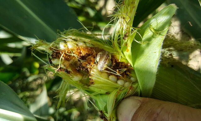 سطح مبارزه با آفت کرم برگخوار در سیستان و بلوچستان به ۲۶۱ هکتار رسید سطح مبارزه با آفت کرم برگخوار در سیستان و بلوچستان به ۲۶۱ هکتار رسید