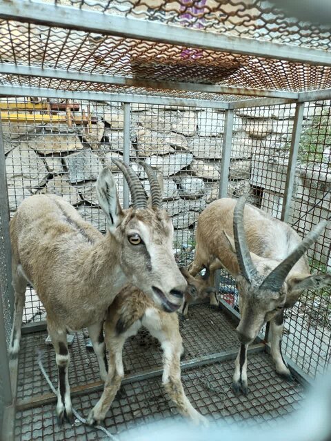 کشف ۳ راس کل و بز وحشی زنده در یک دامداری کشف ۳ راس کل و بز وحشی زنده در یک دامداری